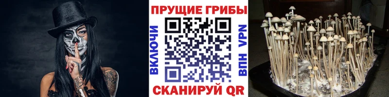 KRAKEN зеркало  Каргополь  Галлюциногенные грибы Psilocybine cubensis  купить наркотик 